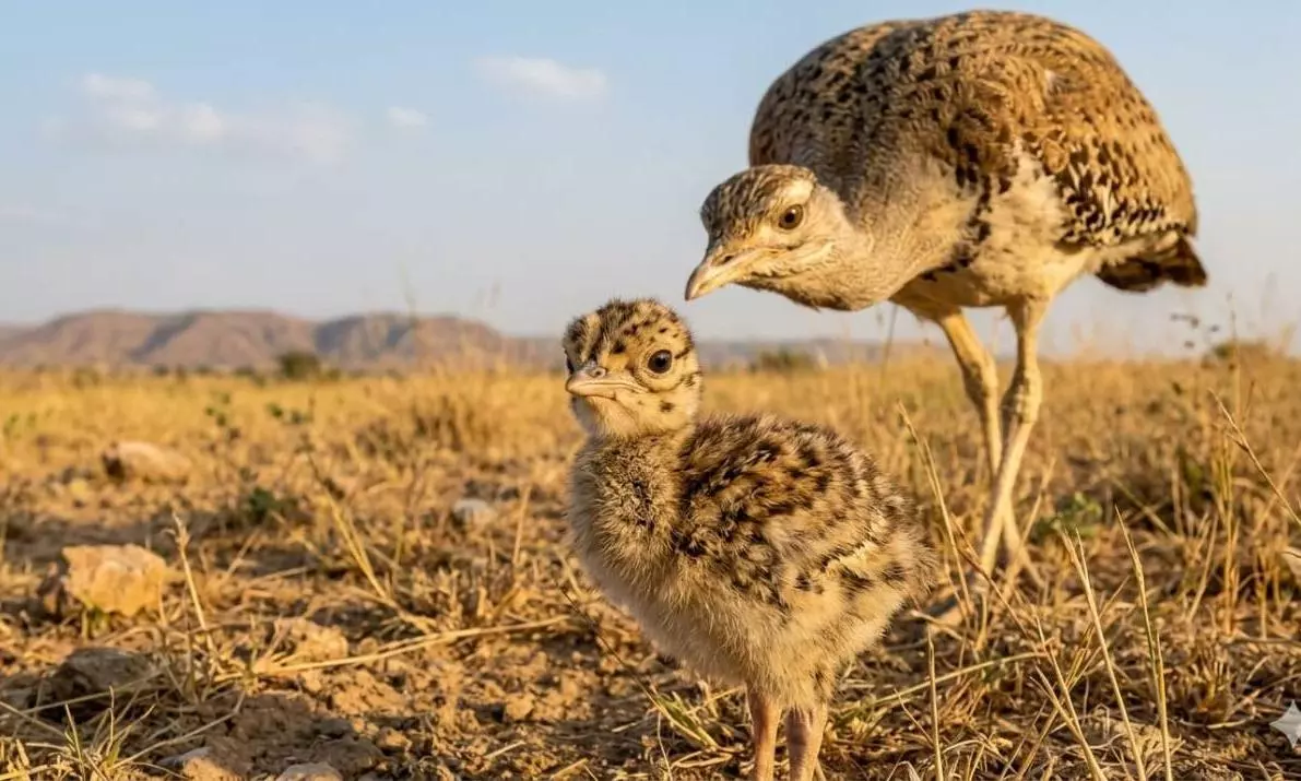 Great Indian Bustard Chick Hatches in Gujarat After a Decade, Boosting Conservation Hopes
