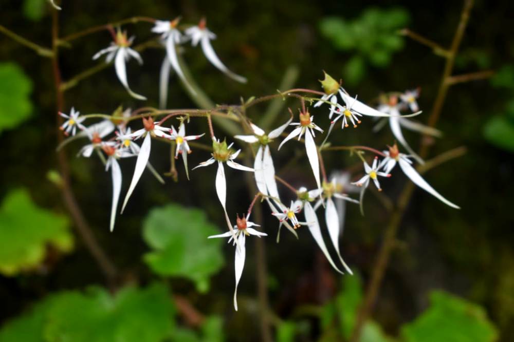 New Plant Species Recorded in Nagaland; 13 New Amphibians Discovered Across Northeast India