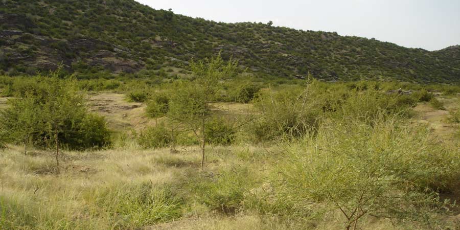 Rajasthan Forest Policy 2023: State Targets 20% Vegetation Cover in 20 Years
