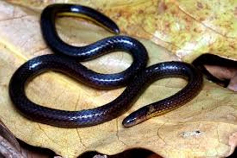 Scientists Discover New Species of Snake Unknown to Science in Mizoram