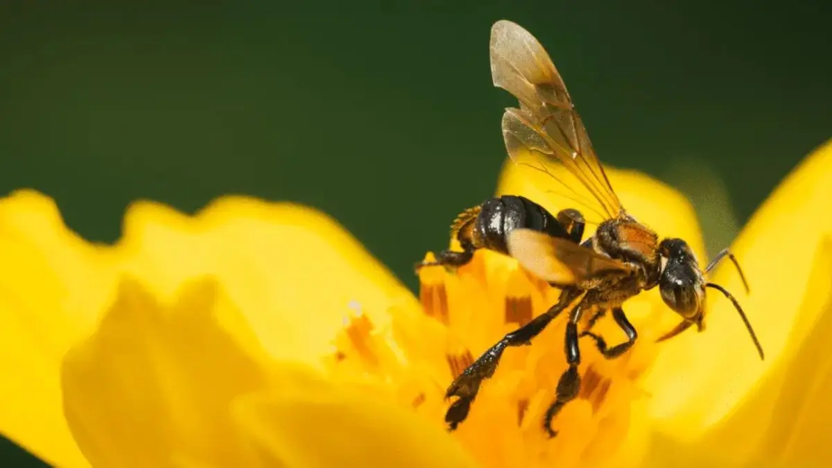 Stingless Amazon Bees Become First Insects in the World to Be Granted Legal Rights