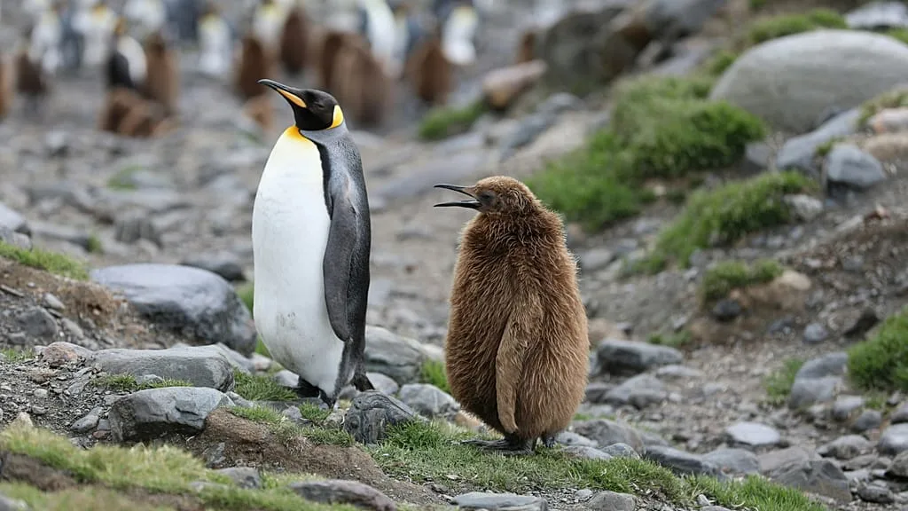 IUCN की चेतावनी: Emperor Penguin और Antarctic Fur Seal अब ‘Endangered’ सूची में