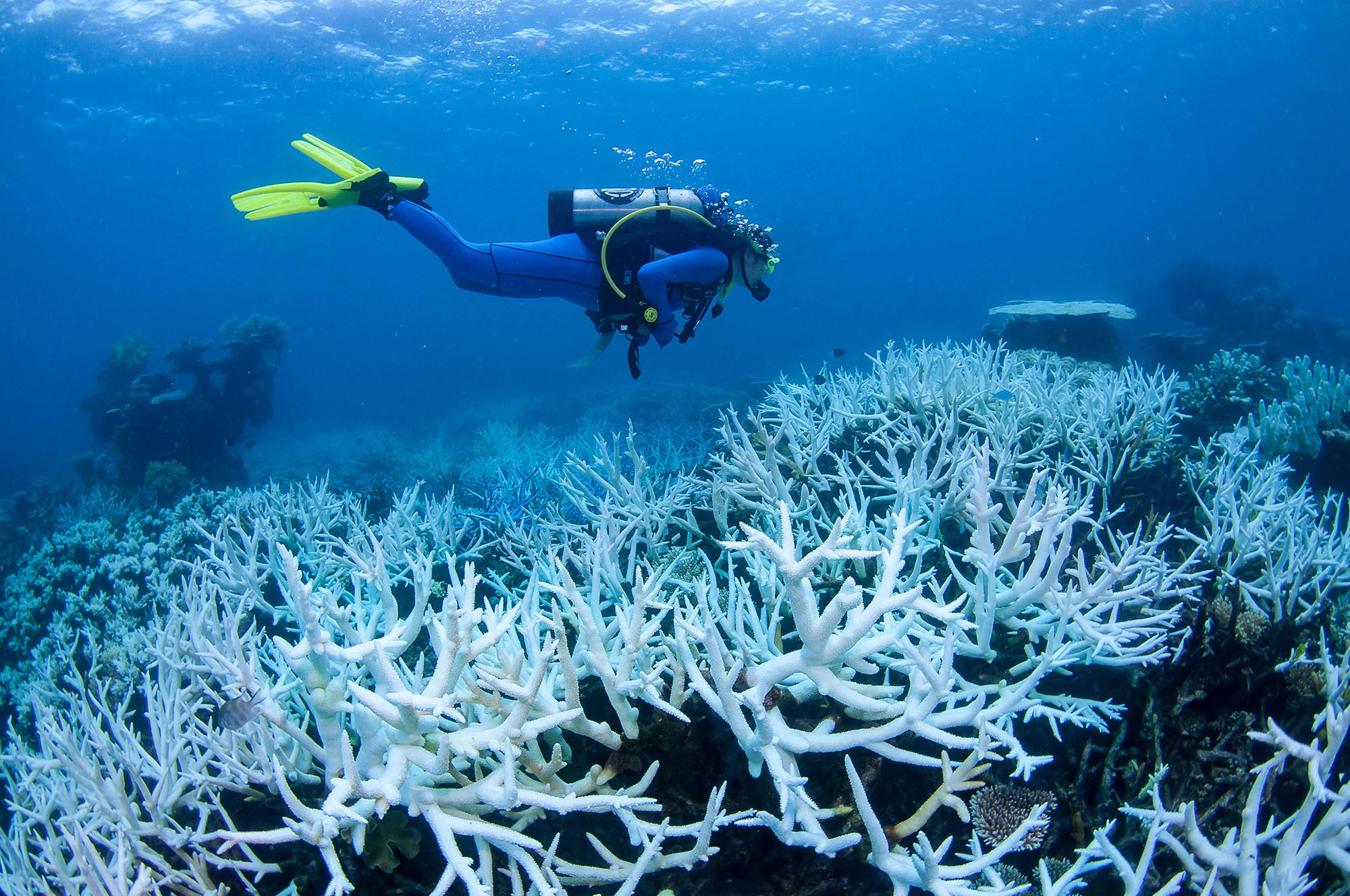 Florida Heatwaves Push Coral Species to the Brink of Extinction