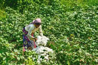 Survey Flags Hazardous Pesticide Use in South Asia; Maharashtra’s Yavatmal Cotton Belt Under Spotlight