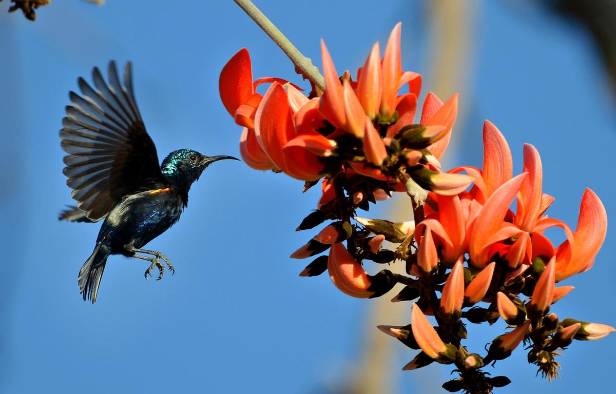 Great Backyard Bird Count 2026: 238 Bird Species Recorded in Thiruvananthapuram