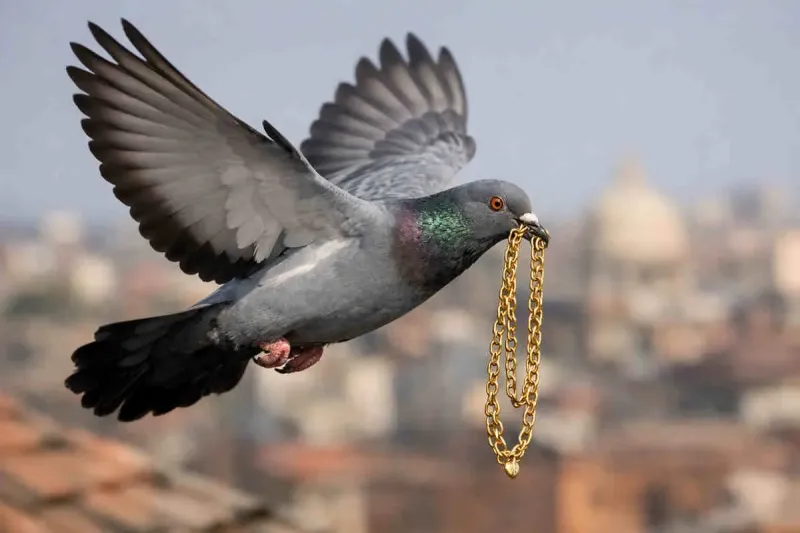 Nagaur News: Pigeon Steals Gold Chain Worth ₹1 Lakh from Jewellery Shop in Degana